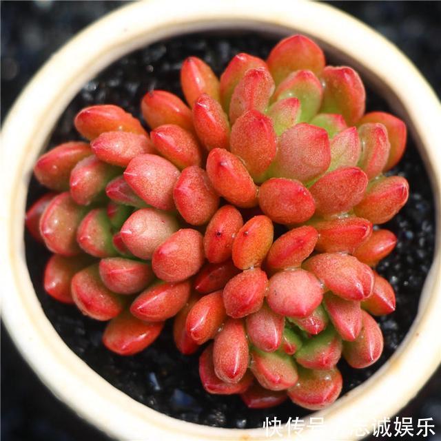 养盆“火红”多肉真醒目,红宝石多肉名字尊贵,养护起来真简单