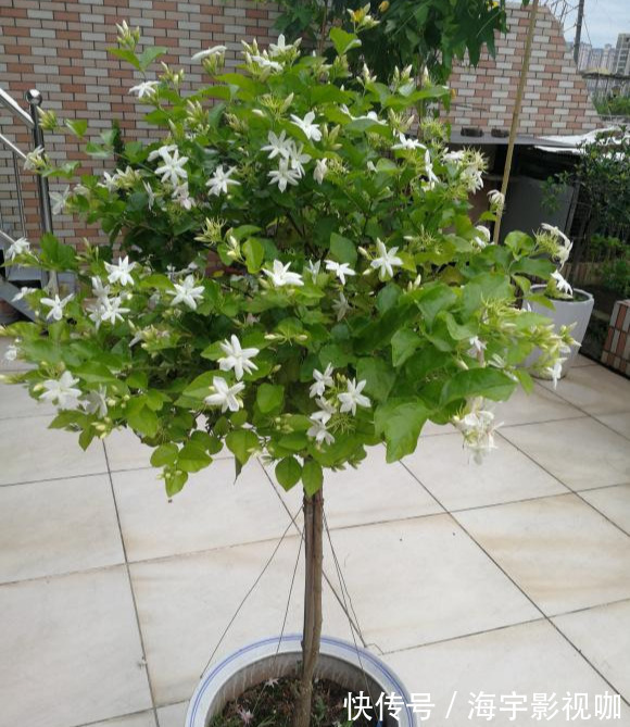 挂果|家里养盆“杀菌”花，精神轻松又清香，老中医经常养，错不了