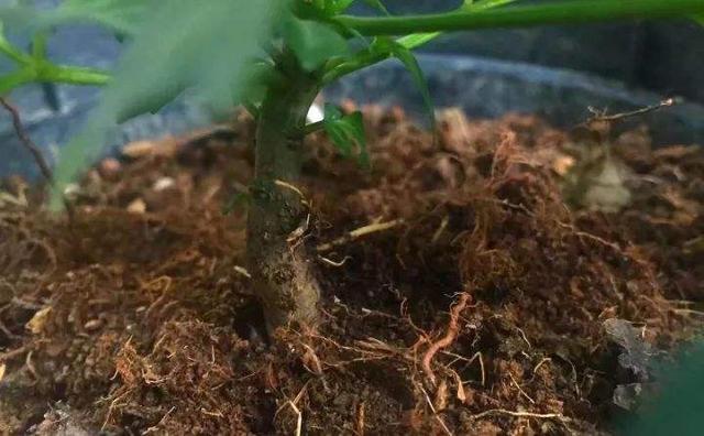 幸福树盆栽,养护注意“4点”,新芽多,特别茂盛,还能养开花