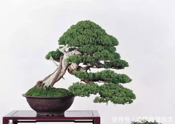 重点|什么算的上是好盆景学会看芯,芯是盆景的重点