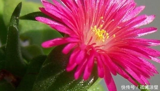 此花美过君子兰,只需一根枝条就能活,给点阳光就爆盆