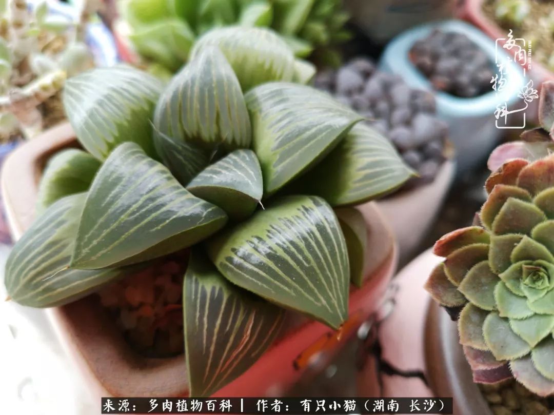 经历一个夏天的摧残，方知皮实好养的多肉才是真爱！