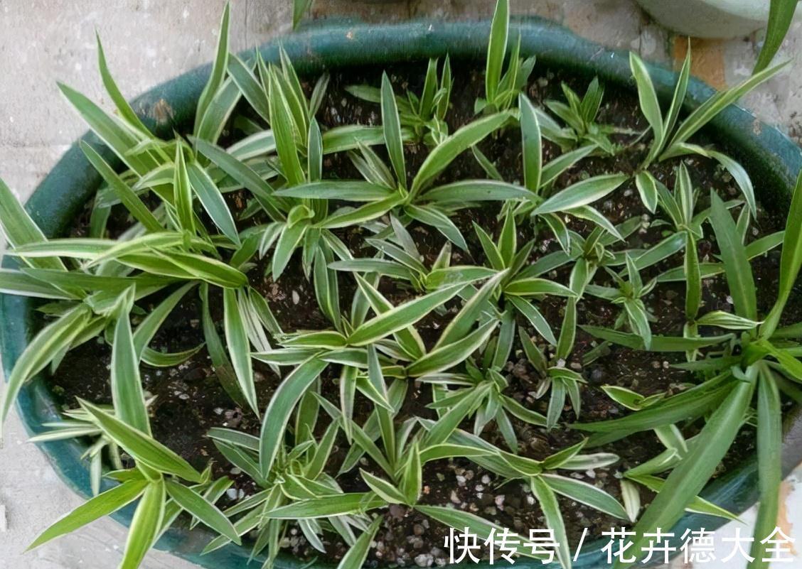 小吊兰|9一10月，别忘记“扦插”这些花，“温度”适宜利于生根