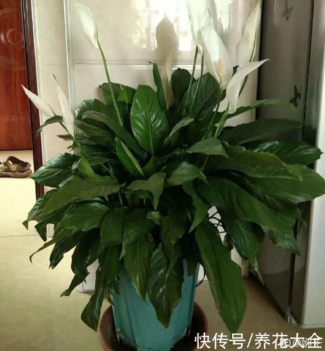 夏天怕晒的花，赶紧搬到阴凉地儿，再晒成枯杆了