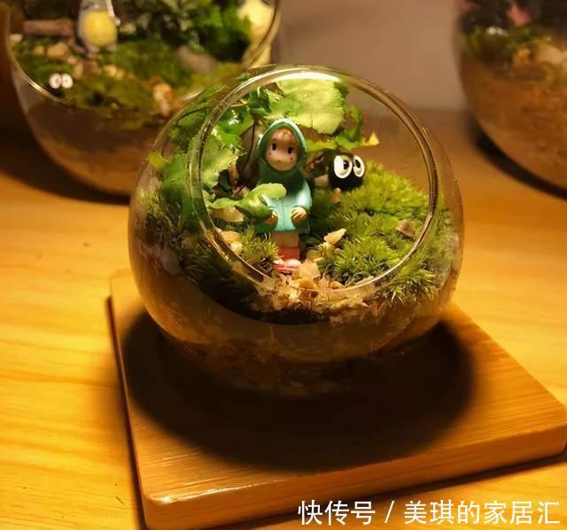 野草|路边野草,种盆里变成值钱盆景,超好养还好看