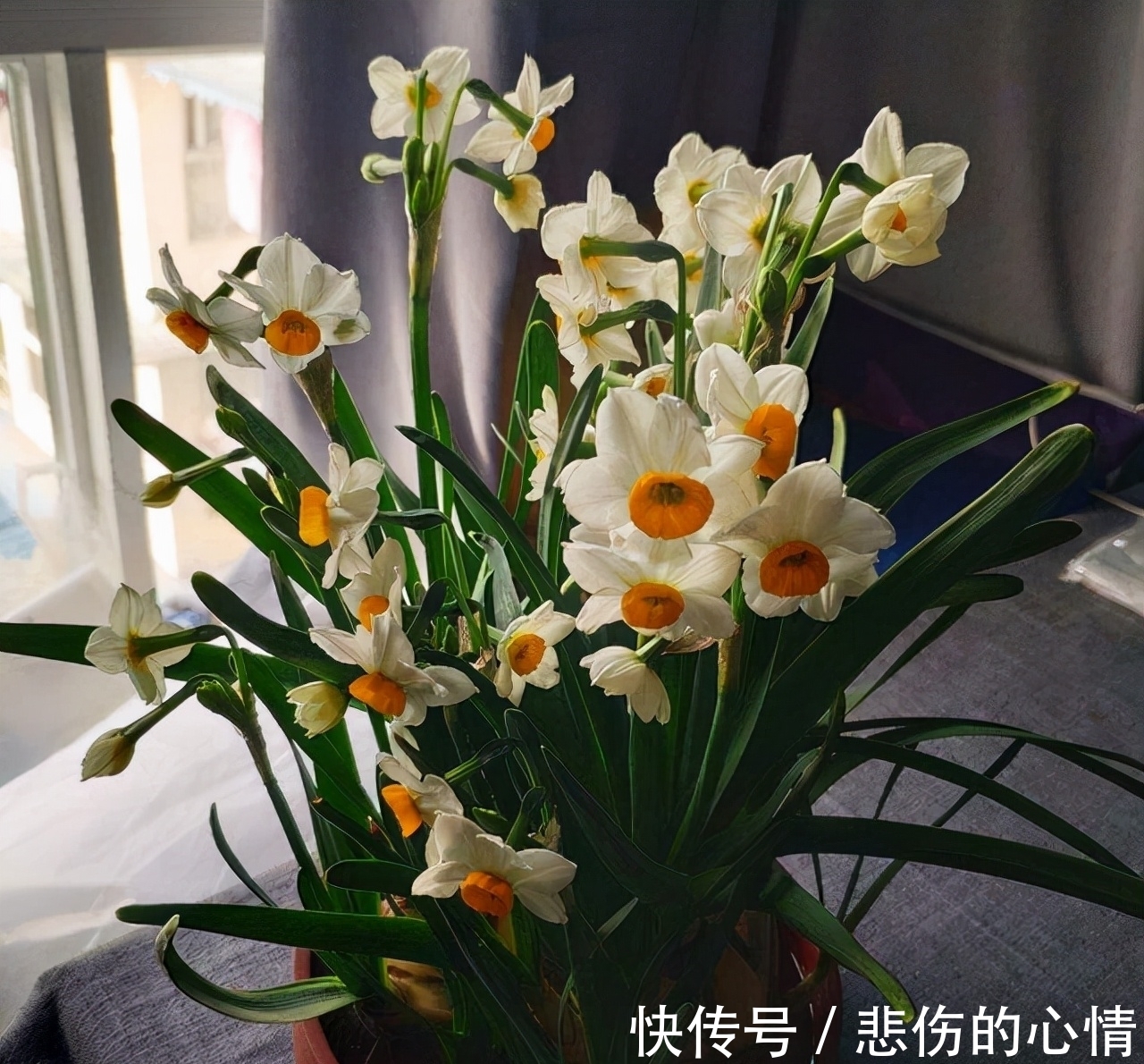 水仙花|这3种“年宵花”是一次性的,开花后就“不再复花”,别花钱买了