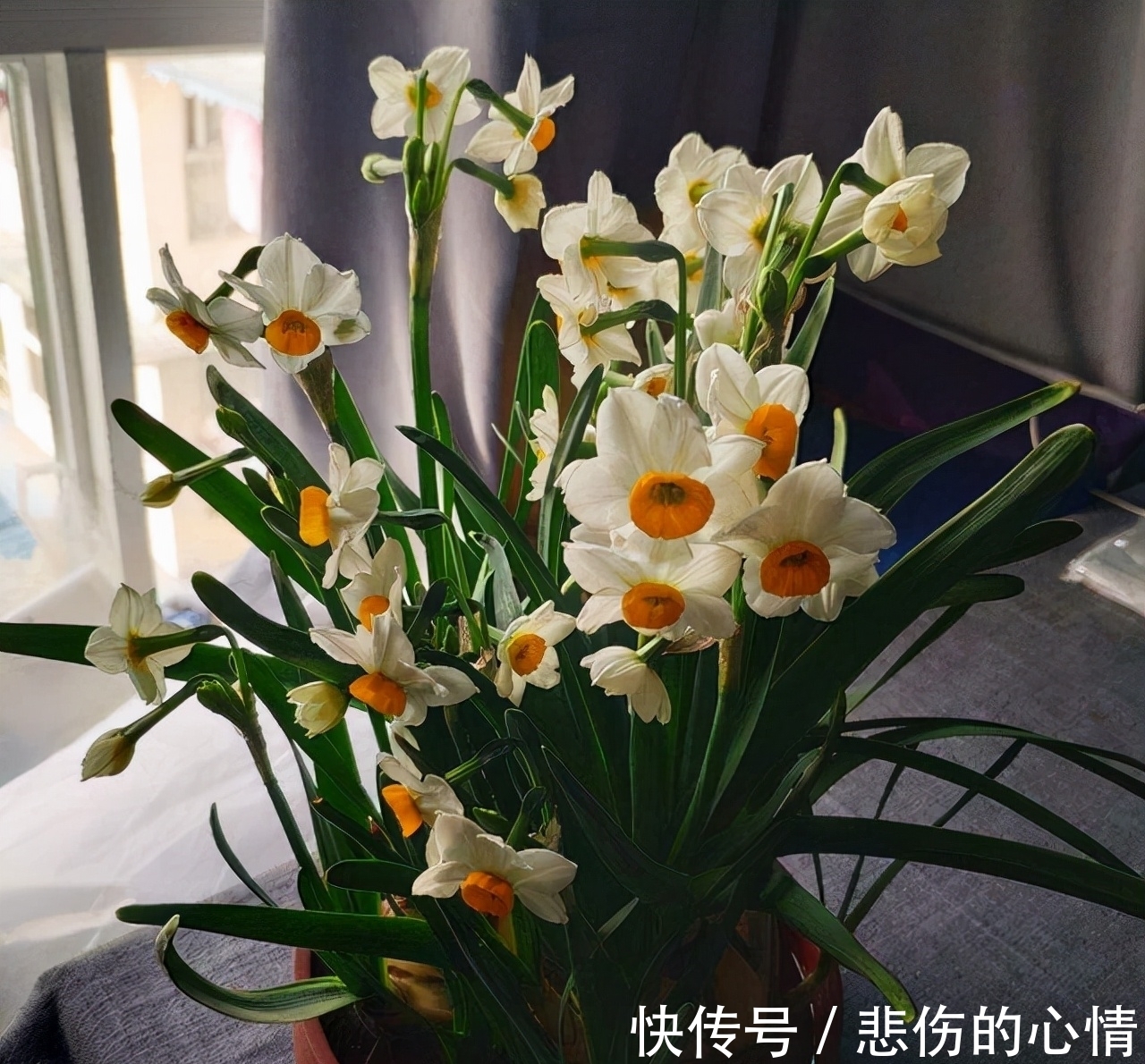 水仙花|这3种“年宵花”是一次性的，开花后就“不再复花”，别花钱买了