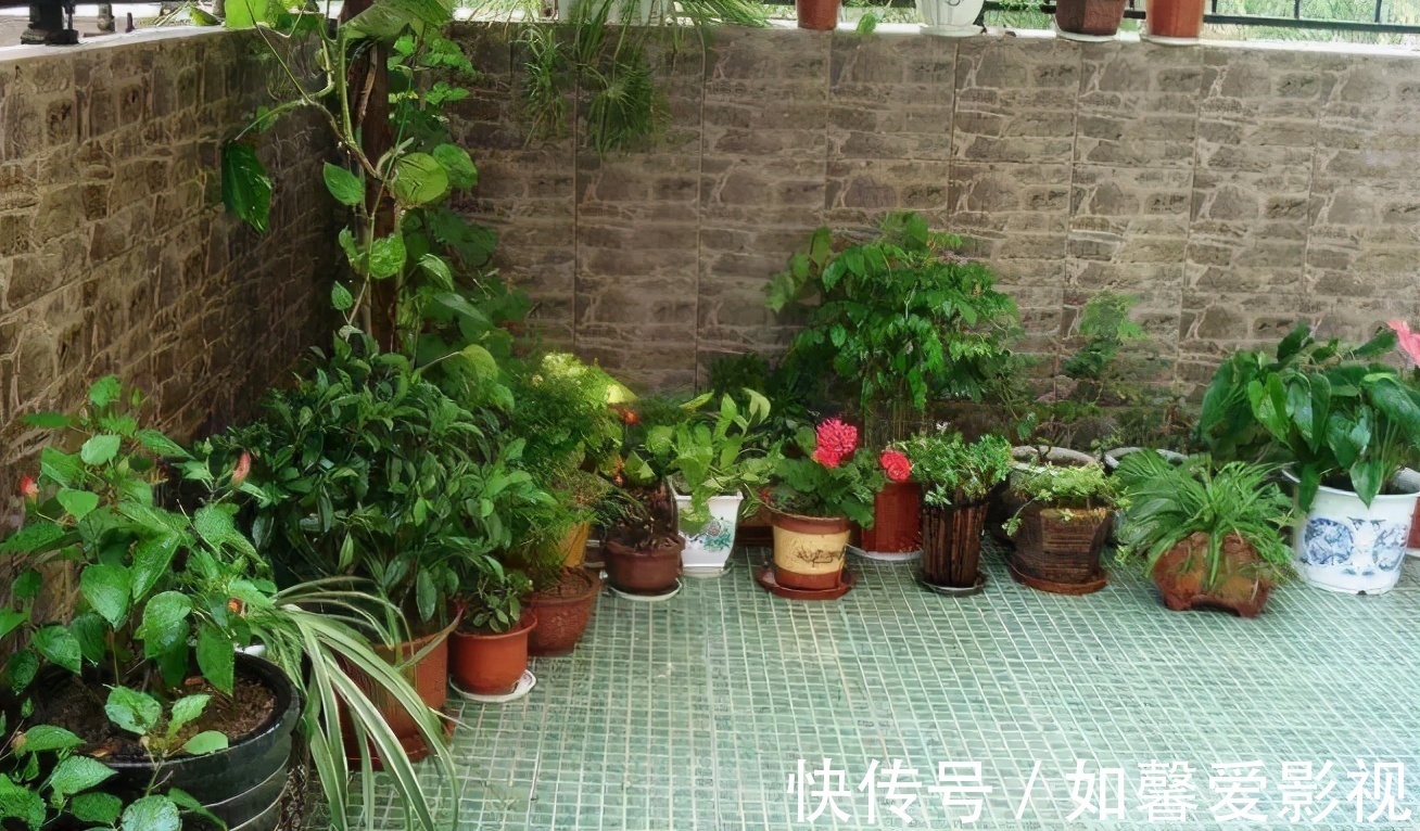 花卉|家庭盆栽花草，摆放、搭配方面该注意什么？有什么讲究？