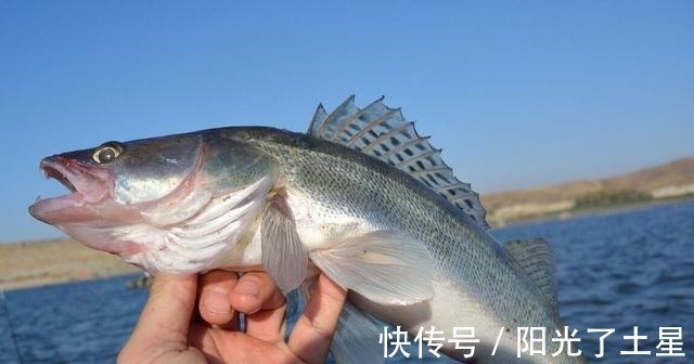 同样是鲈鱼,淡水鲈鱼和海鲈鱼有啥区别差别很大,可别再买错了!