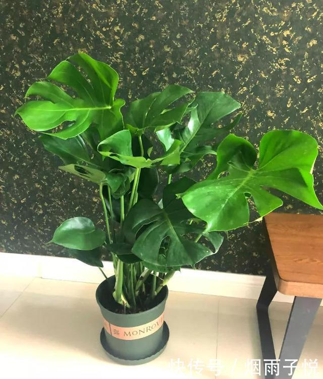 养了3年的龟背竹,冬天也给“浇点肥”,蹭蹭冒出4片新叶子