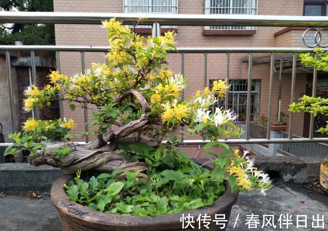 白檀|养到烦人的花,盆都不够用,扔掉还很心疼