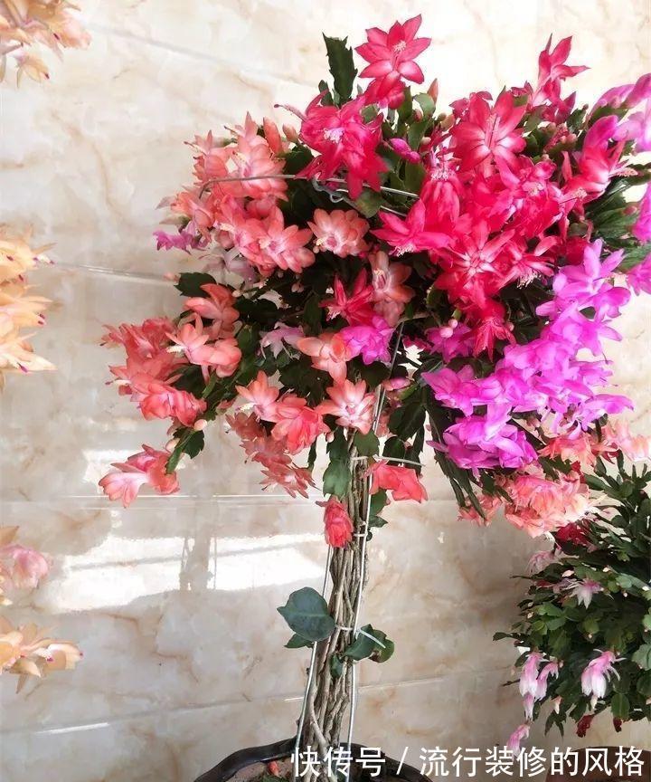 蟹爪兰|立秋之后，蟹爪兰这么养，叶子厚又亮，开花大爆发