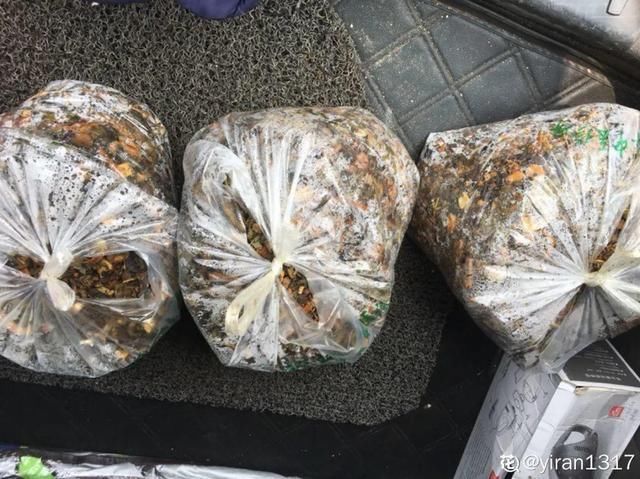 水里|1粒小药片,碾碎丢水里,花像吃了兴奋剂疯长