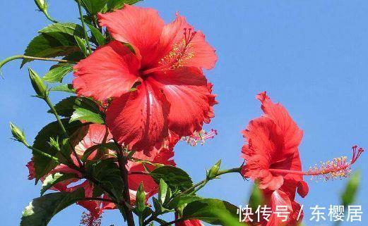 月季|农历7月16日开始,养花养个耐看的,又美又香,适合阳台盆栽