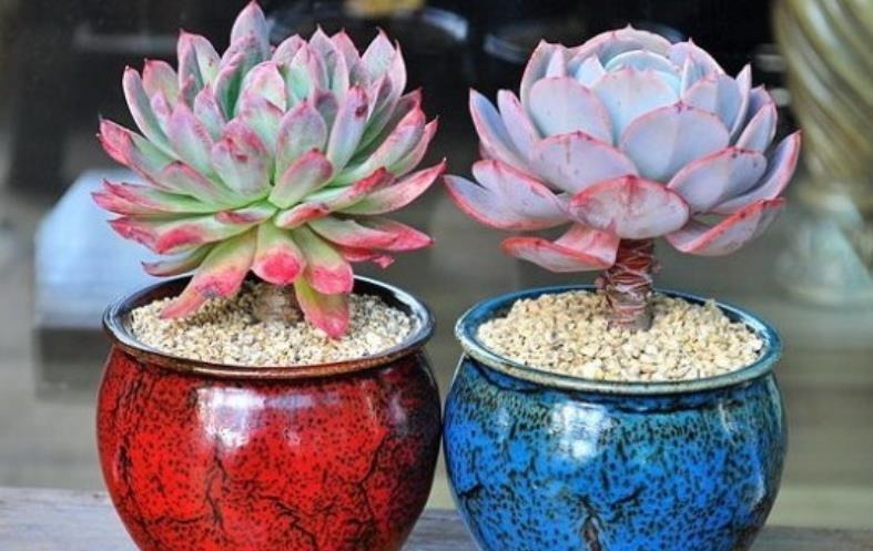 新手|3种花盆遇到带回家,养护多肉事半功倍,新手也能养出好状态