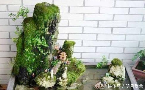 苔藓|路边常见的“它”，挖一块铺花盆里，不花一分钱，15天后收获惊喜