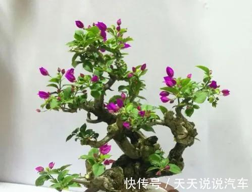 三角梅微盆极有神韵,教你几招快速获得三角梅微盆景