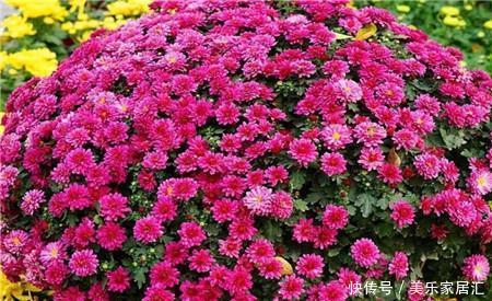 此款耐寒花,皮实又好养,植株矮小花量大,一盆能开上百朵!