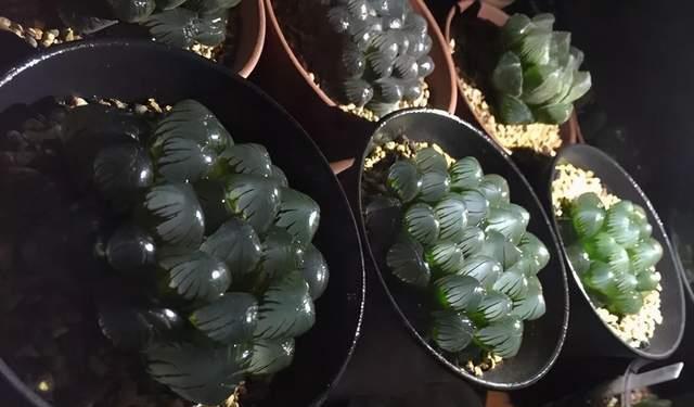 3类多肉“怕晒”,晒一盆死一盆,看看你家有没有?
