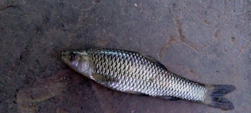 让钓鱼人难受的“新四大家鱼”,讨厌还没有办法,你认识吗?