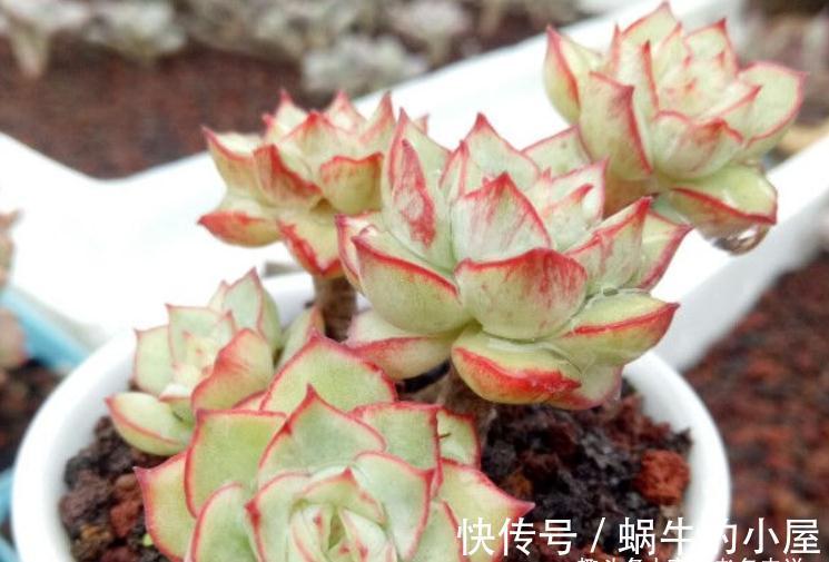 养肉路上处处坑，加州女王居然是这种多肉，不了解就掉坑里了