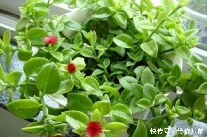 冬天|这3种花，好养又漂亮，现在种1盆，美了夏秋天，绿了冬天！