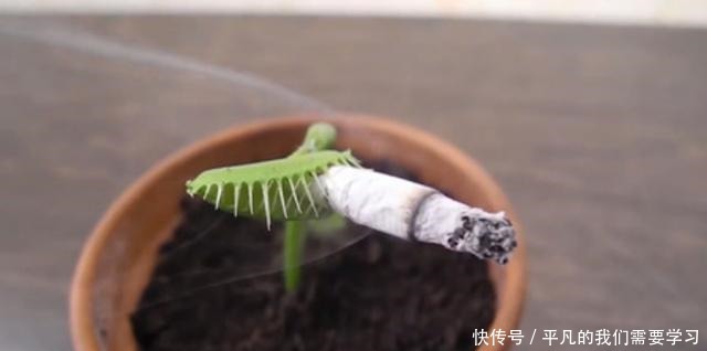 将一根针放进捕蝇草,它也敢吃掉吗网友是个狠人