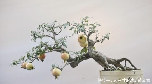 盆栽|吃剩下的“石榴籽”别扔,用水泡一泡,7天长出小盆栽!