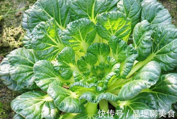 元气满满|平时可多吃此菜,减少脂肪,小肚子平了,人越显年轻