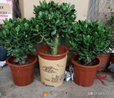 养玉树,只需要注意3个小技巧,一年就能疯长爆盆,越养价值越高