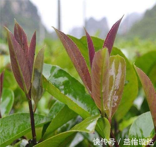 血脂异常|高血压、高血脂、高血糖最怕6种叶子茶,用它泡水喝,身体更健康