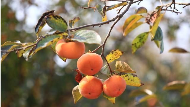 柿子|柿子吃起来虽甜，但对血糖影响不大，糖尿病患者吃了还有这些好处
