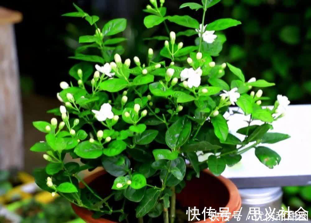 花苞|养茉莉花有“3点”很重要,株型更美,开花更多,又香又好看