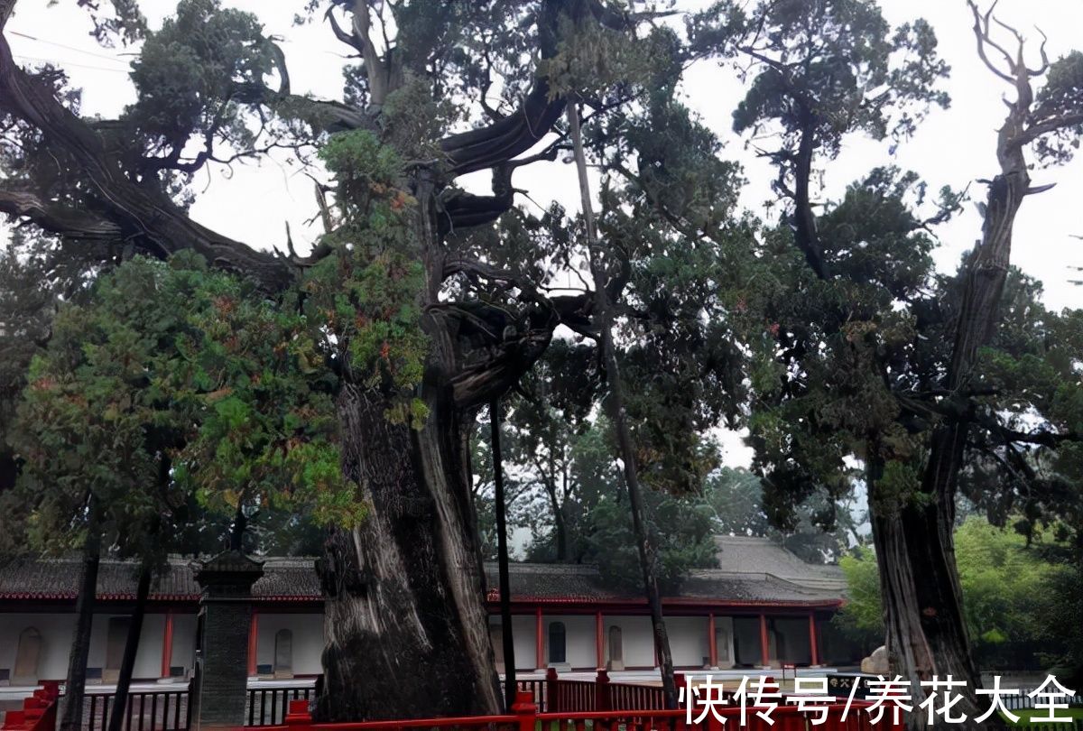 平均年龄|中国8大古树，平均年龄3000岁，听说见过的人有好运