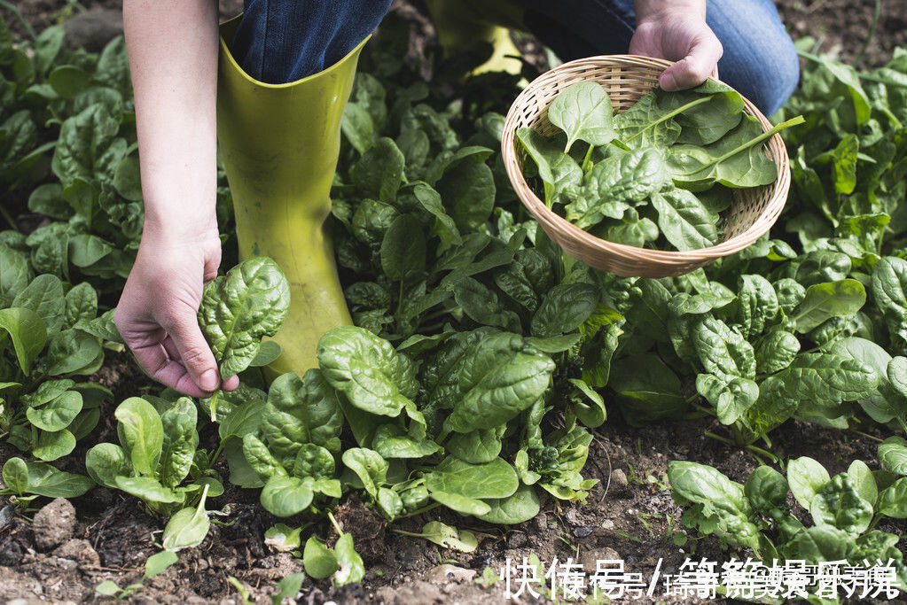 买菠菜时,要分清“圆叶”和“尖叶”,区别挺大,买错涩口不甜爽