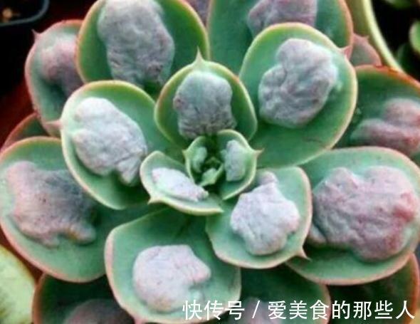 多肉雨滴有多美