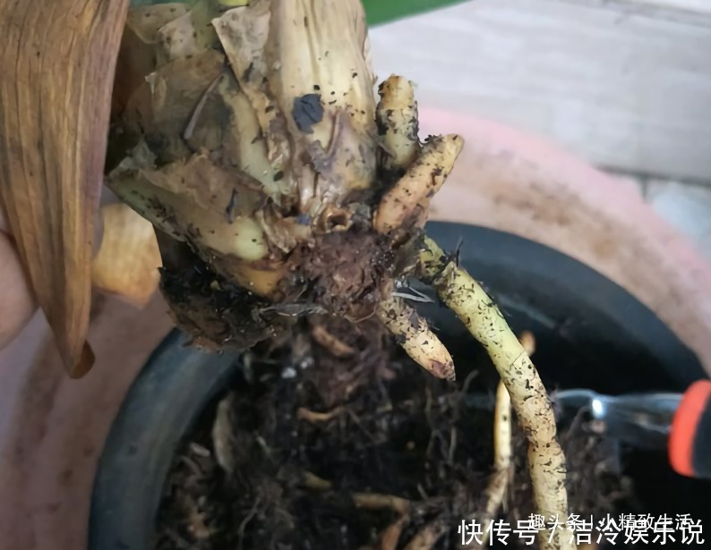 君子兰|1个小方法,让君子兰不再烂根,解决新手浇水难题,浇多了也不怕