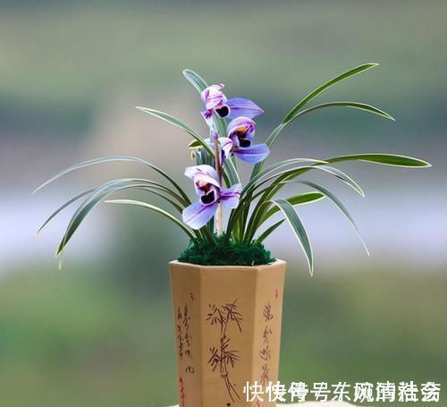 花色|此兰花曾经价格不菲,现在几块钱就能买一盆,花色罕见,值得入手