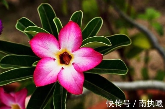 农历九月二十霜降后,养什么花?以下3种花,喜气盈门岁且更始