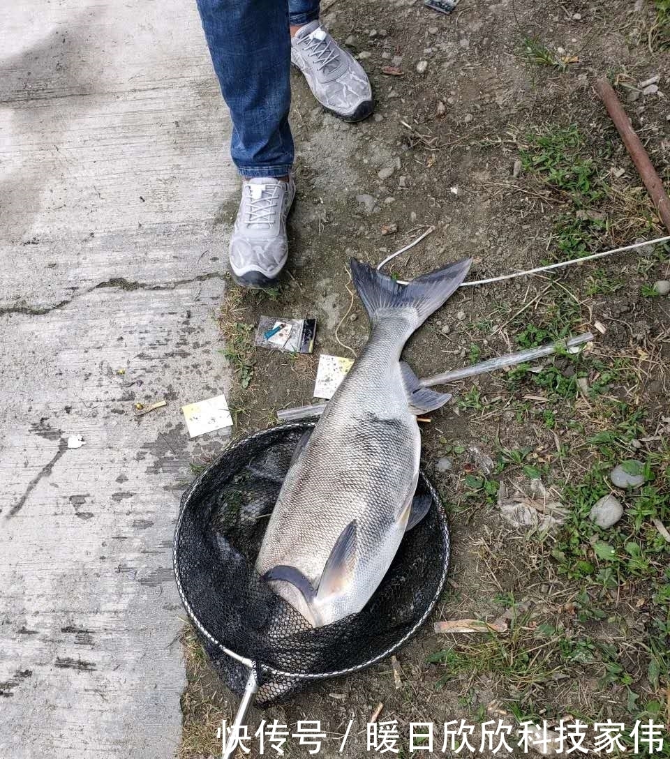 春钓鲢鳙攻略,只要有鱼一定有收获,麒麟臂和极端饵料必不可少