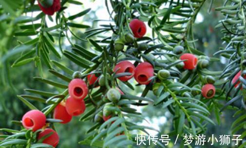 5种漂亮盆景，长出满枝红果果，养在家里上档次，越养越值钱