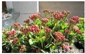养长寿花喂个“它”,小花苞钻个不停,40天呼呼就爆盆了