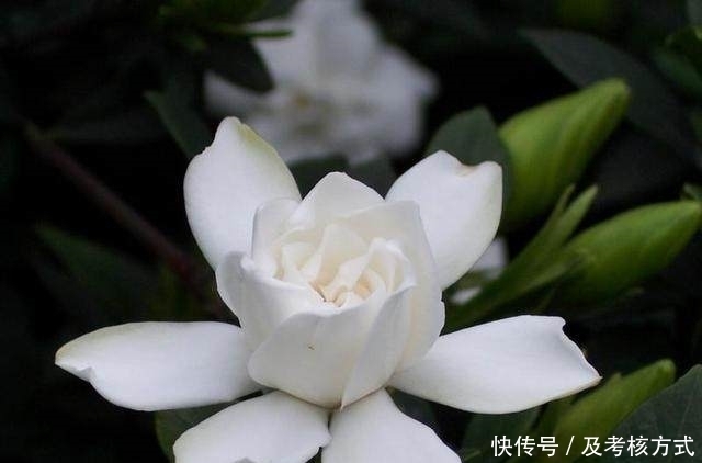 老黄叶|栀子花老黄叶、不开花?让你的花年年爆盆,花开百朵!