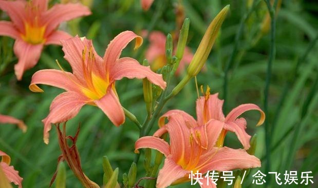 用人工|喜欢养花，不如养盆名流千秋，花朵硕大，颜色娇艳