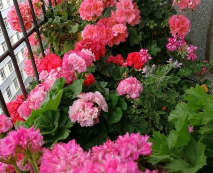 3种花美如仙，完胜牡丹还好养，给点水就疯长，寓意吉祥福连连！