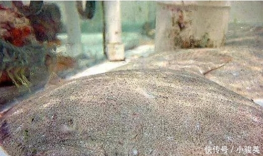 1992年才引进国内,至今无法自然繁殖,市场很难买得到