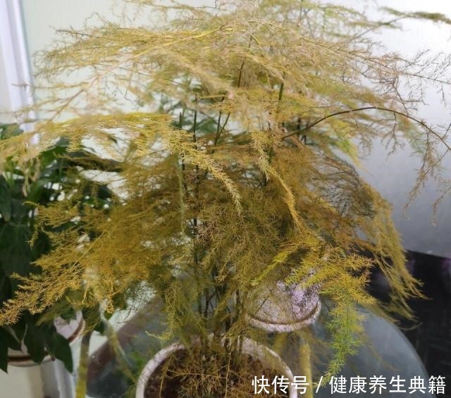 盆栽放阳台，别踩这4个“雷区”，否则耷拉、黄叶，死给你看！