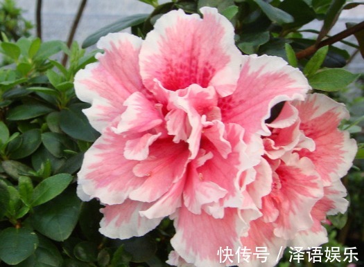 此花堪比“开花机器”，美艳更胜杜鹃花，好养易活，四季都有花