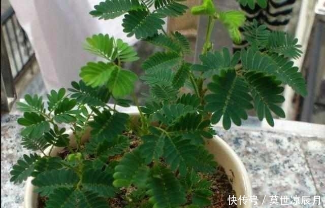 这几种植物都是有毒的,家里有老人小孩的一定要注意了!