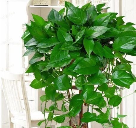 养花就养这几款，不仅旺财运，还能吸甲醛净化空气，幸福满满